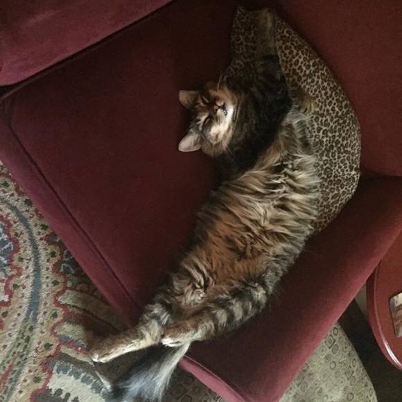 Meet your Posher, Jackie - Picture 5 of 8